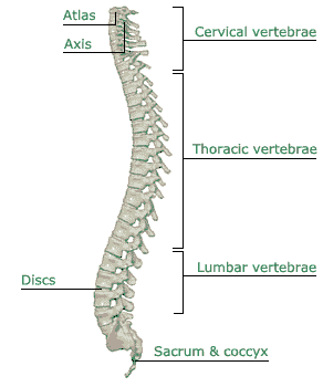 Side view of the Spine